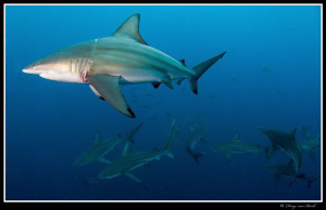 blacktips 2 by Dray Van Beeck 